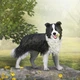 Бордер-коллі з м'ячем Collecta 80012 - изображение 4