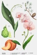 Духи для жінок ZARA Orchid 30 мл - зображення 3