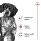 Сухой корм Royal Canin MEDIUM ADULT для взрослых собак Средних пород 4 кг (3182550708197) - изображение 3