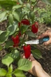 Ніж Gardena VeggieCut для збирання врожаю (12211-30.000.00) - зображення 6