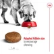 Сухий корм Royal Canin MAXI ADULT 5+ для старіючих собак Великих порід 4 кг (3182550402293) - зображення 4