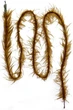 Лідкор Prologic ThaWeed Ready Leader 100CM 40lb NL (4шт / уп) - зображення 3