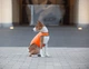 Курточка-накидка для собак AiryVest оранжевая, размер M (15434) - изображение 8