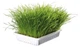 Трава для котів та кошенят у контейнері Trixie Soft Grass 100 г - зображення 1
