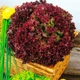 Насіння Салат Лолло Росса, 1 г (GL Seeds) - зображення 2