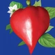 Насіння Перець солодкий Шапка гнома, 0,2 г (GL Seeds) - зображення 2