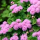 Насіння Агератум Рожева королева, 0,1 г (GL Seeds) - зображення 2