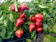 Насіння Перець солодкий Шапка гнома, 0,2 г (GL Seeds) - зображення 6