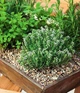 Семена Тимьян, 0,1 г (GL Seeds) - изображение 2