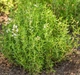 Семена Тимьян, 0,1 г (GL Seeds) - изображение 5