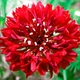Насіння Волошка Фаворит червоний, 0,5 г (GL Seeds) - зображення 2