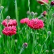 Насіння Волошка Фаворит червоний, 0,5 г (GL Seeds) - зображення 4