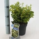 Бересклет Euonymus fortunei Blondy, горщик ⌀14 - зображення 1