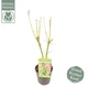 Японский клен (Japanese maple) Acer Palmatum Going Green, высота 25-30см - изображение 2