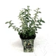 Бересклет Форчуна Арлекин Euonymus Fortunei Harlequin, горшик 9" - изображение 1