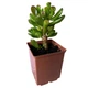 Сукулент Крассула овата Голлум (Crassula ovata Gollum), контейнер 7*7*8 см (s060s) - зображення 2
