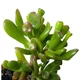 Сукулент Крассула овата Голлум (Crassula ovata Gollum), контейнер 7*7*8 см (s060s) - зображення 3