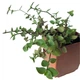 Калізія Репенс (Callisia Repens), контейнер 7*7*8 см (s115s) - зображення 3
