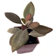 Суккулент Каланхое оргиалис (Kalanchoe orgyalis), контейнер 7*7*8 см (s059s) - изображение 2