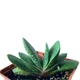 Суккулент Гастерия пятнистая (Gasteria maculata), контейнер 7*7*8 см (s073s) - изображение 3