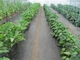 Агроволокно чорне AgroStar (АгроСтар), щільність 50г/м2, рулон 1,05*50м - зображення 2