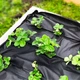 Агроволокно Р50 1.6м х 10м Greentex мульчирующее Черное - изображение 12
