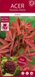 Японский клен (Japanese maple) Shaina, 70-100см, объём горшка 3л - изображение 3