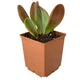 Суккулент Каланхое Орикула (Kalanchoe Oricula), контейнер 7*7*8 см (s100s) - изображение 1