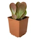 Суккулент Каланхое Орикула (Kalanchoe Oricula), контейнер 7*7*8 см (s100s) - изображение 3