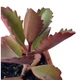 Суккулент Каланхое довгоквіткове (Kalanchoe longiflora) (s141s) - зображення 4
