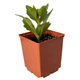 Суккулент Каланхое довгоквіткове (Kalanchoe longiflora) (s141s) - зображення 5