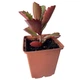 Суккулент Каланхое довгоквіткове (Kalanchoe longiflora) (s141s) - зображення 6