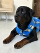 Курточка для собак WAUDOG Clothes, малюнок "Прапор", розмір S30 (5731-0229) - зображення 8