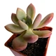 Суккулент Пафихитум Мунглоу (Pachythytum Moonglow), контейнер 7*7*8 см (s054s) - изображение 2