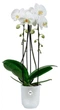 Вазон Elho Vibes Fold Orchid High 13 см Прозрачный (527662) - изображение 2