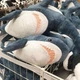 Мягкая игрушка плюшевая акула shark doll 60 см подушка акула для обнимашек игрушка для детей - изображение 3