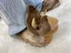 Тапочки Кигуруми Игрушки Динозавр Трицератопс Kigurumi Домашние Коричневый Плюшевые Детские 26-31 (3110) - изображение 3
