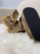 Тапочки Кигуруми Игрушки Динозавр Трицератопс Kigurumi Домашние Коричневый Плюшевые Детские 26-31 (3110) - изображение 4