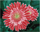 Zestaw do haftu diamentowego Dante Gerbera różowa 58 x 48 cm (4895225917938) - obraz 1