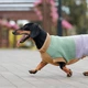 Светр для собак Pet Fashion Rich XS такса - изображение 3
