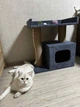 Домик когтеточка с лежанкой для кота 65*55*35 см Серый - изображение 1