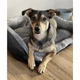 Лежак для собак и кошек Purlov Bed For Pets 60 х 45 см с бортами (24288) - изображение 6