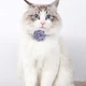 Стильний нашийник для кішок Kitty, прикрашений милою квіткою Фіолетовий (184-PURPLE) - зображення 2