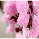 Набор для выращивания кристаллов "Magic Sakura" Очаровательная сакура, научный эксперимент для детей и взрослых - изображение 6