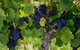 Вино игристое Chateau Chizay розовое брют 0.75 л 11.5% (4820001633832X) - изображение 3