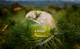 Карманная грелка для рук Wild Hill Hand Warmer M многоразовая (2 шт) (10*6,5 см) (время нагрева - 20 мин) - изображение 3