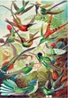 Пазл GoodLoot Imagination: Ernst Haeckel Hummingbirds/Kolibry 1000 ел. (5908305246794) - изображение 6