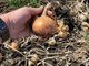 Лук Sakata Seed Corporation Торус F1, 200 шт - изображение 3