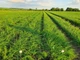 Лук Sakata Seed Corporation Торус F1, 200 шт - изображение 4