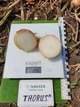 Лук Sakata Seed Corporation Торус F1, 200 шт - изображение 5